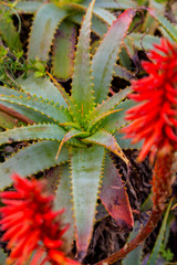 aloe plant with red flower