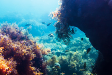 Naklejka na ściany i meble Fish and seaweed underwater in the ocean 