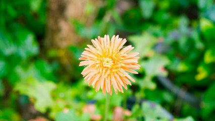 Gerbera daisy in the garden