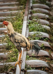 Chicken on a railway track