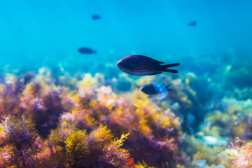 Black Fish in underwater. Blue ocean
