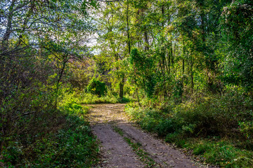 Small curved road in early autumn forest, Bratislava, Slovakia