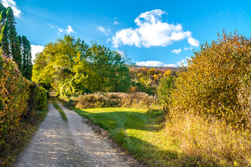 Sparse begining forest path, autumn, November, Slovakia