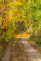 Fototapeta premium Magic enter to forest in colorful autumn