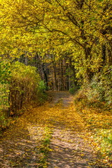 Fototapeta na wymiar Magic enter to forest in colorful autumn