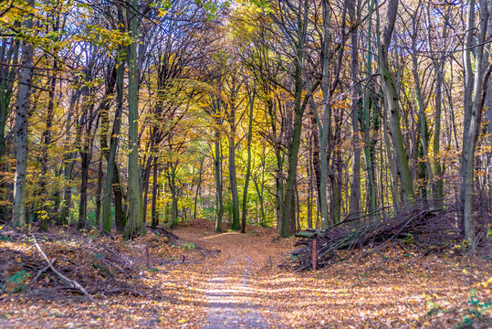 Fototapeta Colorful autumn in forest with road, Bratislava, Slovakia