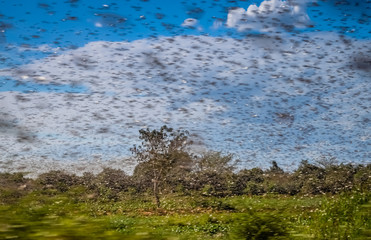 Swarm of locust - obrazy, fototapety, plakaty