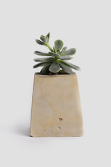 concrete planter