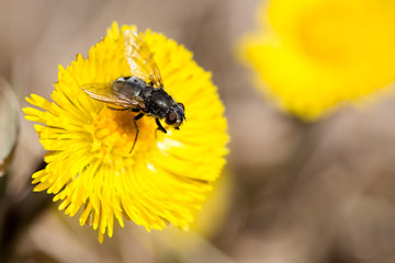 Fliege auf Löwenzahn