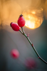 Hagebutten in Sonnenuntergang