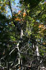 Fototapeta premium 10708_0856.JPG