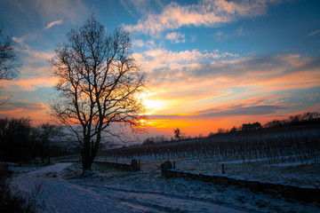 Sonnenuntergang in den Weing&auml;rten