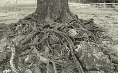 vintage roots tree