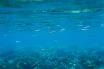 Small fish in underwater. Blue ocean