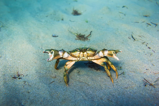 Crab on sand in underwater
