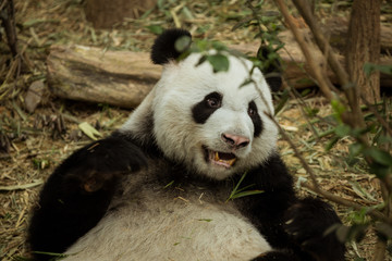 Giant panda looking to the side