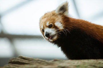 One red panda close-up