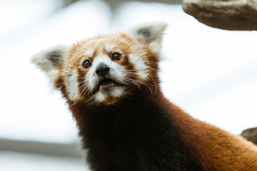 One red panda close-up