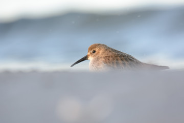 Alpenstrandläufer ei der Nahrungssuche am Strand
