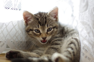 Süßes kleines Kätzchen sagt meow