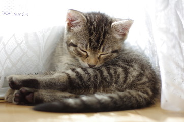 Fototapeta na wymiar Kleines süßes Kätzchen schläft