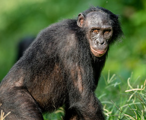 Close up Portrait of Bonobo in natural habitat. Green natural background. The Bonobo ( Pan paniscus). Democratic Republic of Congo. Africa