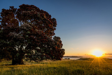 New Zealand's Native Christmas Tree Pohutukawa