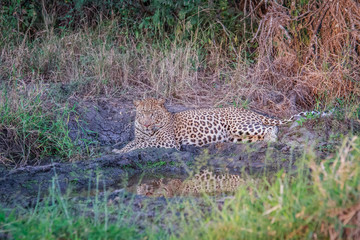 Fototapeta na wymiar Leopard laying in the grass in the spotlight.
