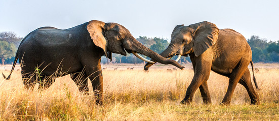 Fighting African elephants in the savannah.African savanna elephant \ African bush elephant, ( Loxodonta africana)