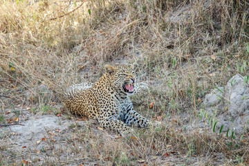 Leopard yawning in the grass.
