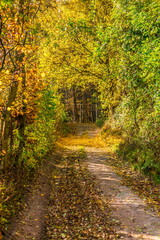 Magic enter to forest in colorful autumn