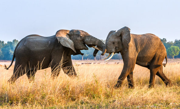 Fototapeta Fighting African elephants in the savannah.African savanna elephant \ African bush elephant, ( Loxodonta africana)