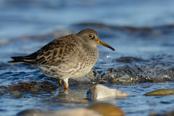 Meerstrandläufer bei der Nahrungssuche am Strand
