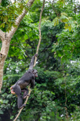 Bonobo in natural habitat. Green natural background. The Bonobo