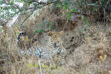 Leopard laying in the grass.