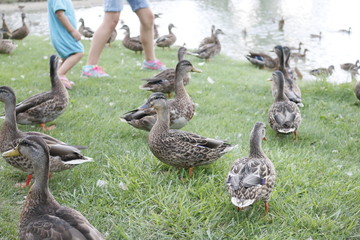 Sisters feed ducks by the pond