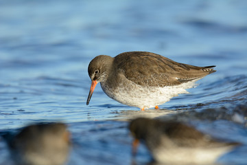 Rotschenkel an der Ostsee auf Nahrungssuche