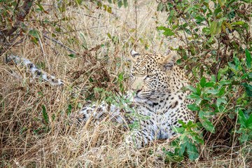 Leopard laying in the grass.