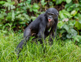 Bonobo in natural habitat.  Green natural background. The Bonobo ( Pan paniscus), called the pygmy chimpanzee. Democratic Republic of Congo. Africa

