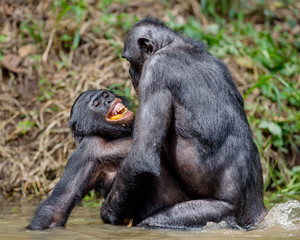 The Bonobos ( Pan paniscus) mating in the pond.