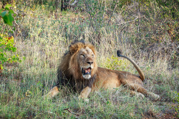 Big male Lion laying in the grass.