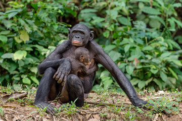 Mother and Cub of Bonobo in natural habitat. Close up Portrait . Green natural background. The Bonobo ( Pan paniscus), called the pygmy chimpanzee. Democratic Republic of Congo. Africa