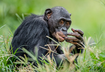 Close up Portrait of Bonobo in natural habitat. Green natural background. The Bonobo ( Pan paniscus). Democratic Republic of Congo. Africa