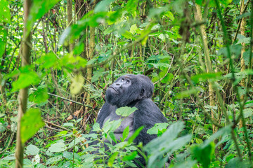 Silverback Mountain gorilla sitting in leaves.
