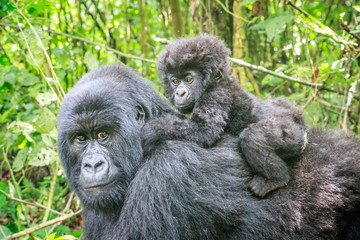 Baby Mountain gorilla on the back of his mother.