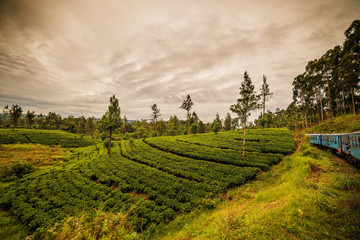 Sri Lanka: famous Ceylon highland tea fields
