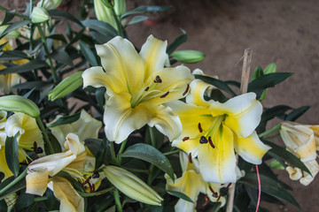 Obraz premium Lily flower
