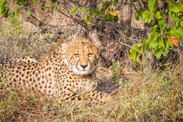 Cheetah starring at the camera.
