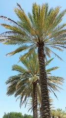 Fototapeta na wymiar Palms, plants, sky