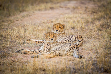 Fototapeta premium Two Cheetahs laying in the grass.